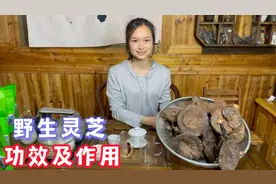 95岁老中医灵芝这样吃法，灵芝的功效与作用，睡眠好提高免疫力视频封面