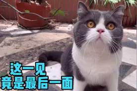 最后一期，猫和鸟宝宝的视频了！一周不见，小鸟们已经长大飞走了