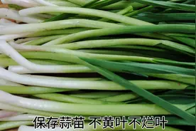 保存蒜苗，直接放冰箱就错了！教你一招，随吃随鲜，半月不黄不烂