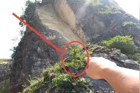 湖北卧龙岗村巨型落石上 发现一颗天然小叶盆景树 看看能值多少钱视频封面