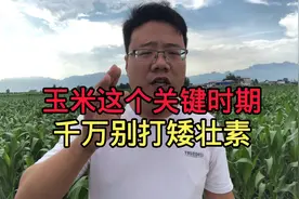 玉米在这个关键时期千万别打矮壮素视频封面