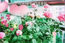 love的含义