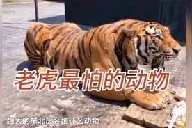 老虎最怕的动物：一个擅长反杀，一个肯本无从下口。视频封面