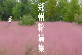 在郑州，藏着六个免费粉黛草打卡地，看看哪一个离你最近？视频封面