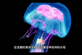 世界上最恐怖的水母：冥河水母，体长11米如摄魂怪(阴森可怕)