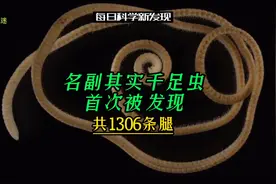 1306条腿，名副其实千足虫首次被发现