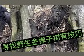 上山寻找 金弹子盆景桩，这种地方一定 要去看看，否则就可能错过