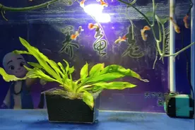 鱼缸壁外侧全是水渍，斑点，如何去除？方法很简单视频封面