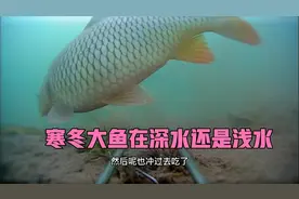 寒冷的冬天，大鱼在深水还是浅水？我们用水底摄像头去探个究竟