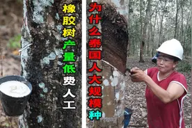 橡胶树种植难，一棵树等待6年才产17斤，为什么泰国还大量种植？