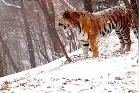 东北虎妈妈雪中呼唤虎宝宝视频封面