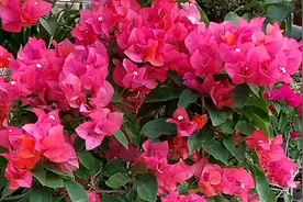 夏天给三角梅催花，关键在这“四个”要点，满足它才能开花不断视频封面