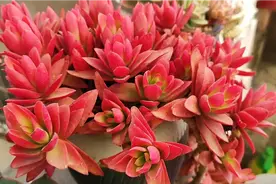 这几款多肉真的很难叶插成活，，还是不要白费力气了视频封面