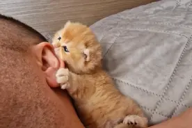 小猫咪每天以咬耳朵的方式叫主人起床，这种小可爱你想不想来一打
