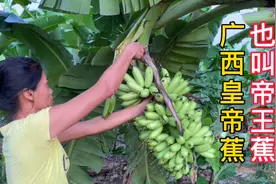 广西“皇帝蕉”也叫“帝王蕉”，产量少吃过的更少，香甜可口。视频封面