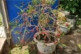 观赏性极佳，好吃又好种，盆栽果桑太好了！