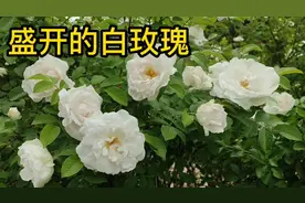 象征着天真、纯洁、浪漫的白玫瑰盛开了。我们一起欣赏它的美丽吧