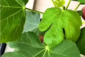 山东省烟台市使用生态能量元素的无花果系列报道3视频封面