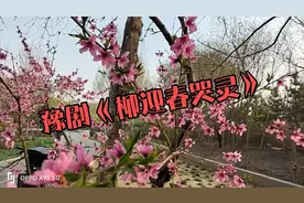 豫剧《柳迎春哭灵》撕心裂肺，悲不欲生！好精彩！