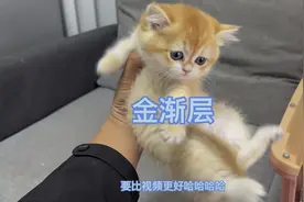 英短猫金渐层11色和12色如何区分？