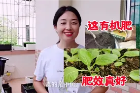 阳台种菜，这有机肥真好用，施肥，一晚上后青菜菜长大不少视频封面