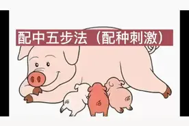 猪场配种过程技术要点视频封面