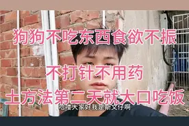 小狗不吃饭真的是生病？  斯文仔教大家方法 ，第二天就大口吃饭