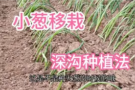小葱不用花钱买，用这种方法倒栽一下，小葱长得又快又旺吃不完视频封面