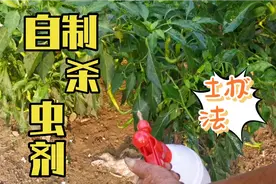 辣椒生虫怎么办？教你一招农村土办法不用喷药，高产大丰收视频封面