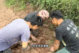 干塘里面发现莽子鳝，拐哥第一视角给大家展现抓鳝全过程视频封面