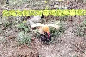 公鸡为何只钟情于黑母鸡呢？一看见黑母鸡就要去踩背，有艳福的鸡视频封面