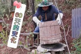 圆桶土养简直太省心了，60天没有管理，蜜蜂竟然发展的还这么强！