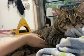 在小猫咪踩奶时摸他肚子，猫猫气的想咬人，但腾不开嘴