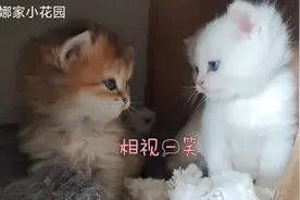 银渐层猫妈妈生了个金渐层宝宝后续——三小只满月啦！视频封面