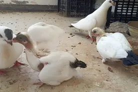 分享一期点子鸽！北京点子是高飞还是观赏？视频封面