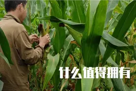 城里人的田园生活：再也不用去市场买菜了，园子里的菜到处都是