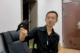 协助徒弟驯服野性十足八哥，刚好五天搞定，看看这八哥调教的如何