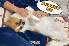 狗狗化身粘人怪，吃饱喝足后就扑进主人怀里疯狂撒娇，好可爱！视频封面