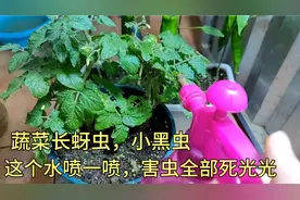 蔬菜有蚜虫，小黑虫，不要着急，白醋加“它”喷一喷，害虫全死光