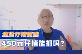 仔猪行情大涨，养猪场450元一头小猪，现在能不能抓来养？视频封面