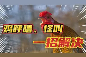 不管养什么鸡，出现甩鼻、呼噜、怪叫，一招教你解决