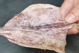 泡干鱿鱼只用清水就错了，海边人教你一招，2小时泡发5倍大视频封面