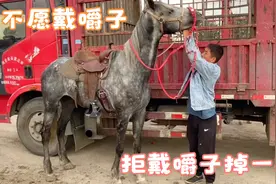 再老实马不愿戴嚼子，那铁玩意硬邦邦戴在嘴里实在不舒服，不戴？