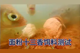 揭秘饵料厂为什么用十三香，今天面粉加十三香做饵水下测试效果视频封面