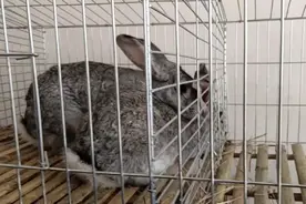 兔子配种过程和如何确定母兔是否受孕