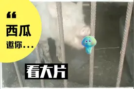 你的那包小熊饼干，被猪给吃了！