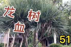 龙血树，《本草纲目》中李时珍评价为“活血圣药”视频封面