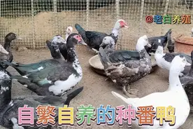 老白养殖的成年种番鸭，公鸭达到13斤，母的最大七斤半左右。视频封面