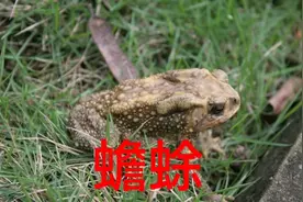 一分钟中药材，蟾蜍，抗肿瘤，解毒散结，消积利水，杀虫消积。