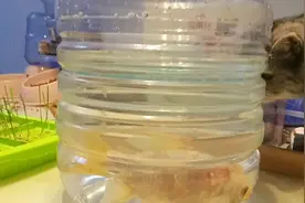 不要随便放生，去年在长江捡了个巴西龟，今年捡了条金鱼视频封面